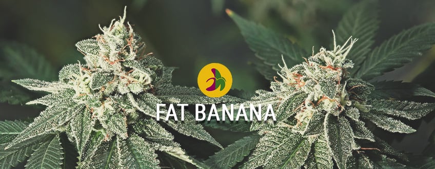 A legnagyobb, legütősebb banana Kush: a Fat Banana