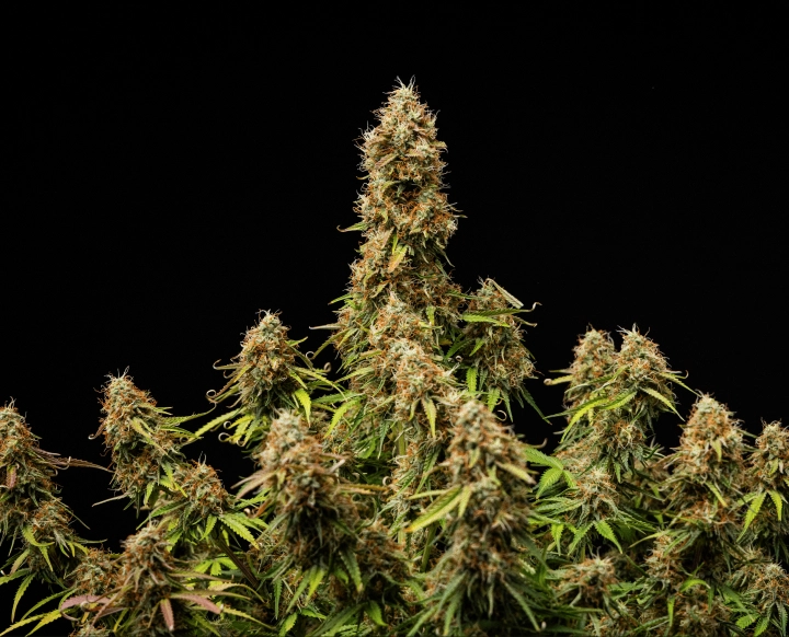 A Gaia F1 végeredménye Tömör, gyantás virágok és teljesen érett szerkezet a ciklus végén