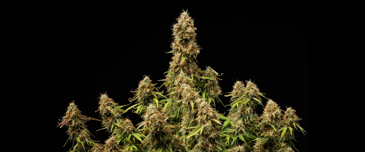 A Gaia F1 végeredménye Tömör, gyantás virágok és teljesen érett szerkezet a ciklus végén