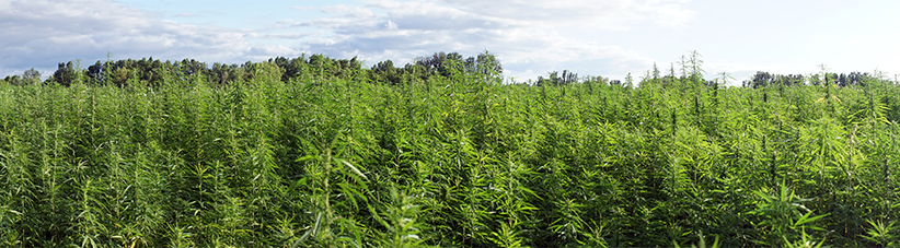 Kültéri növekvő kannabisz Kültéri növekvő kannabisz