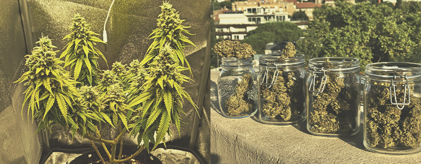 Ki használja az automatikus kannabisz törzseket, és miért? Ki használja az automatikus kannabisz törzseket, és miért?