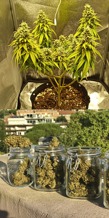 Ki használja az automatikus kannabisz törzseket, és miért? Ki használja az automatikus kannabisz törzseket, és miért?