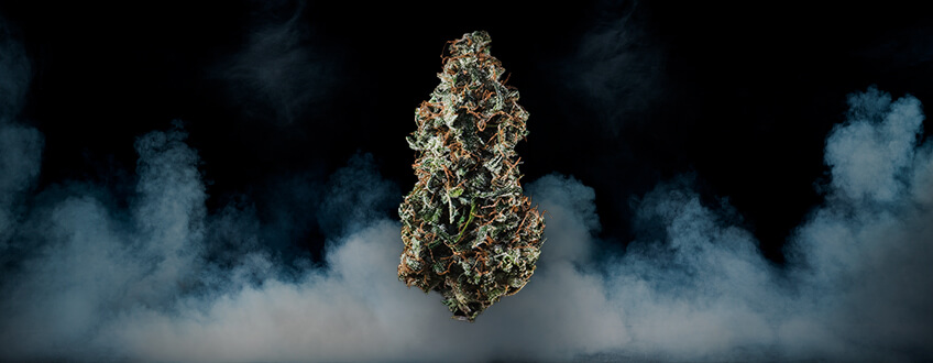 Haze Genetics