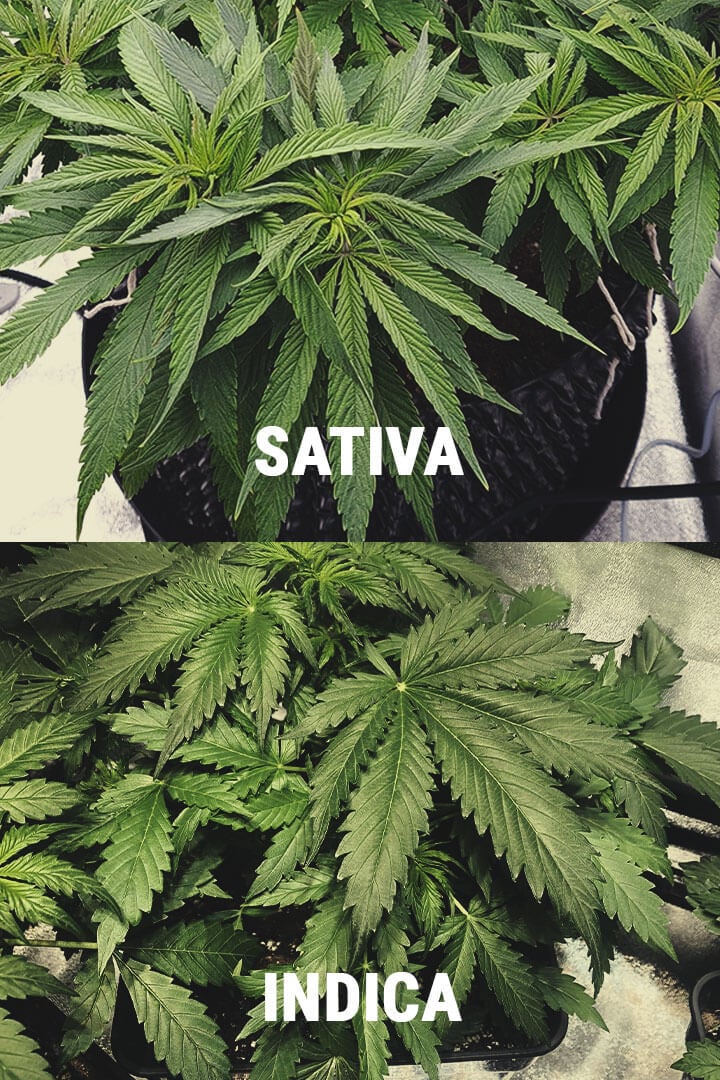 MILYEN KÜLÖNBSÉGEK VANNAK AZ INDICA ÉS A SATIVA KÖZÖTT?