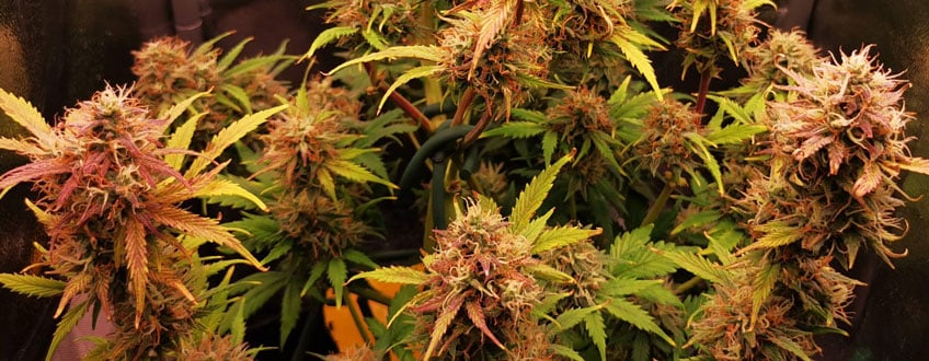 Royal Jack Auto