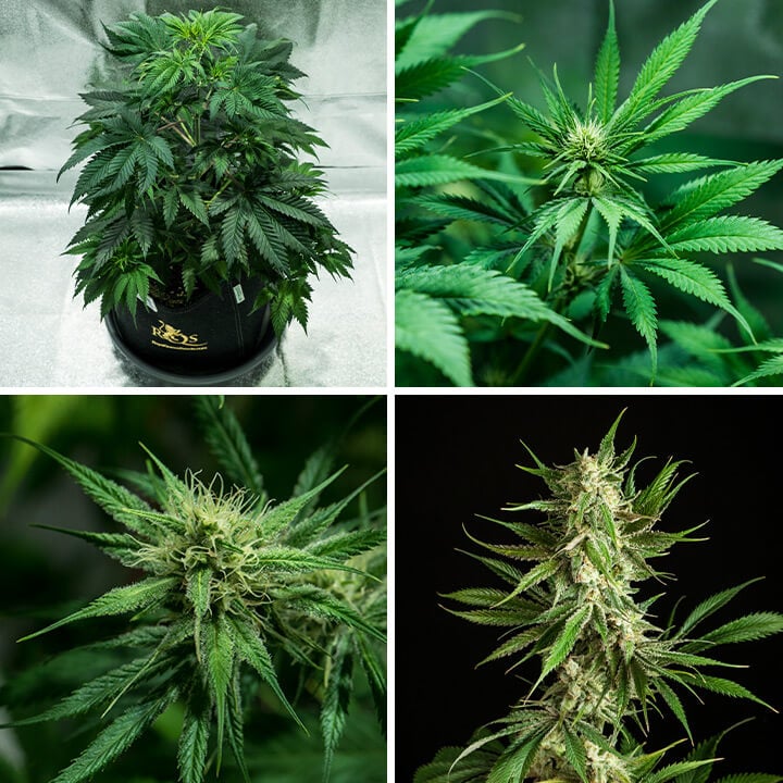 Mother Gorilla Mother Gorilla