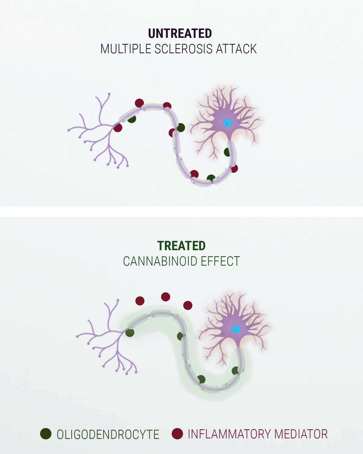 A Word on the Endocannabinoid System A Word on the Endocannabinoid System