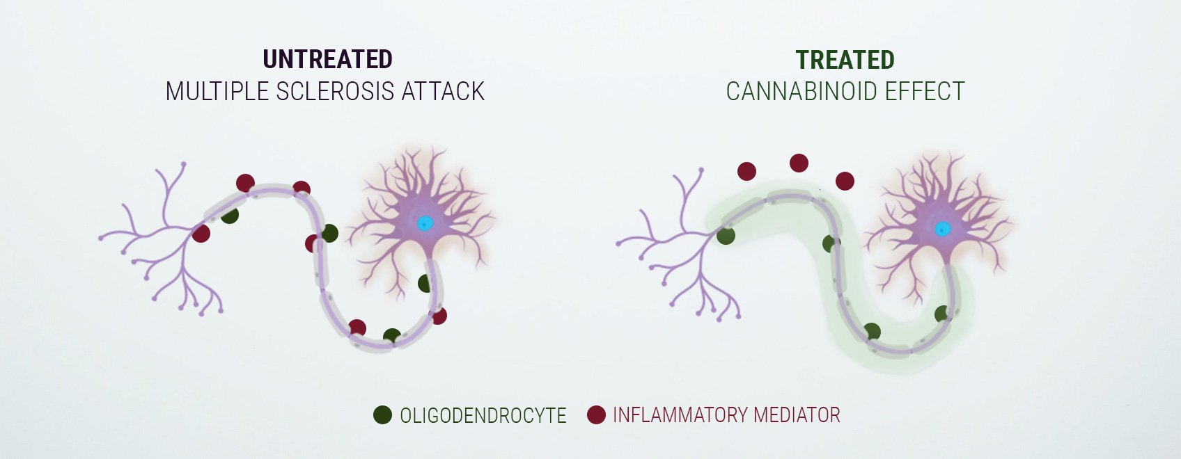 A Word on the Endocannabinoid System
