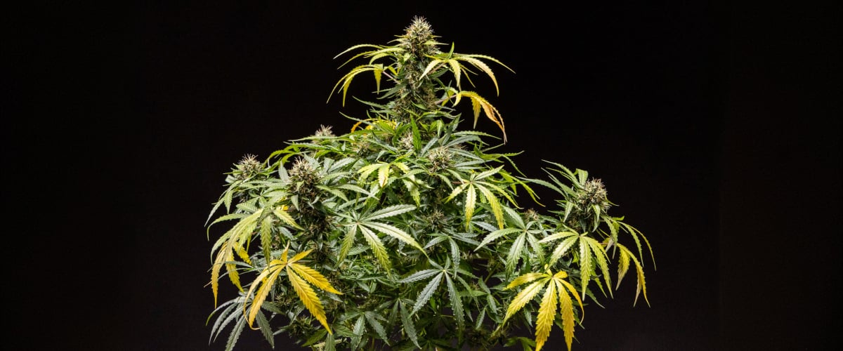 North Thunderfuck kannabisznövény sűrű gyantás rügyekkel, narancssárga bibékkel és fagyos trichomákkal a késői virágzási szakaszban