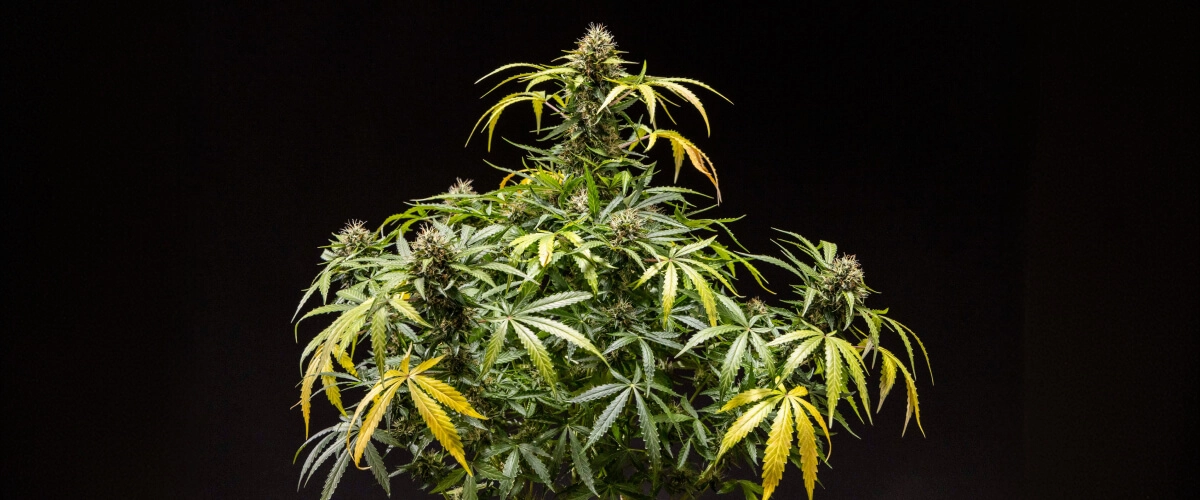 North Thunderfuck kannabisznövény – Beltéri termesztési példa North Thunderfuck kannabisznövény sűrű, gyantás virágokkal, narancssárga bibékkel és deres trichómákkal a virágzás késői szakaszában