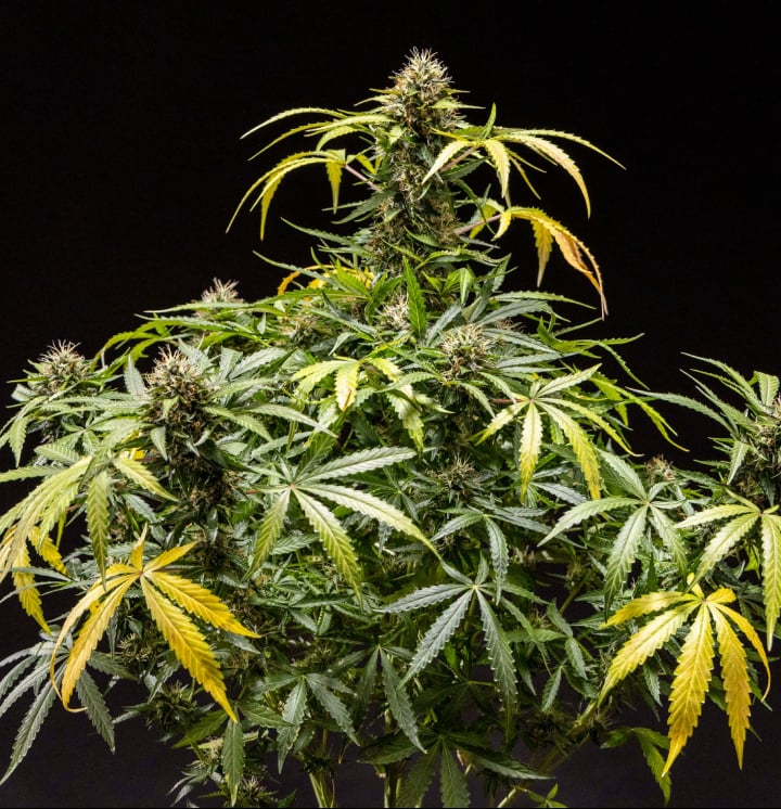 North Thunderfuck kannabisznövény sűrű gyantás rügyekkel, narancssárga bibékkel és fagyos trichomákkal a késői virágzási szakaszban