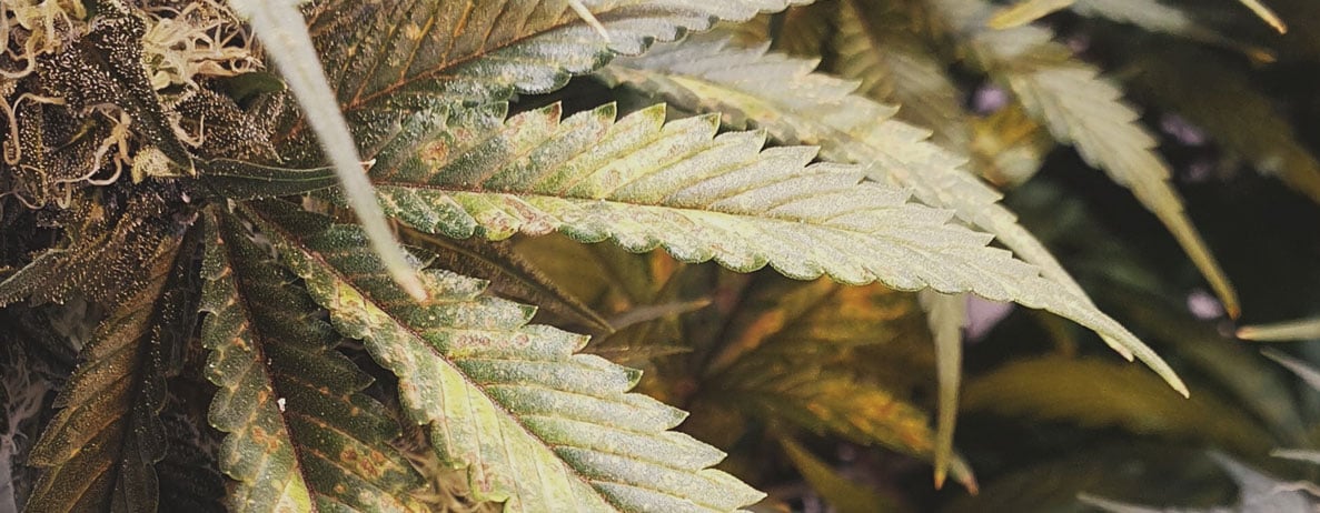 What Cannabis Leaves Can Tell You