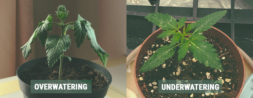 A kannabisz palánta szakasz elsajátítása mindössze 3 lépésben A kannabisz palánta szakasz elsajátítása mindössze 3 lépésben