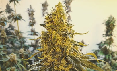 Royal gorilla cannabis_3