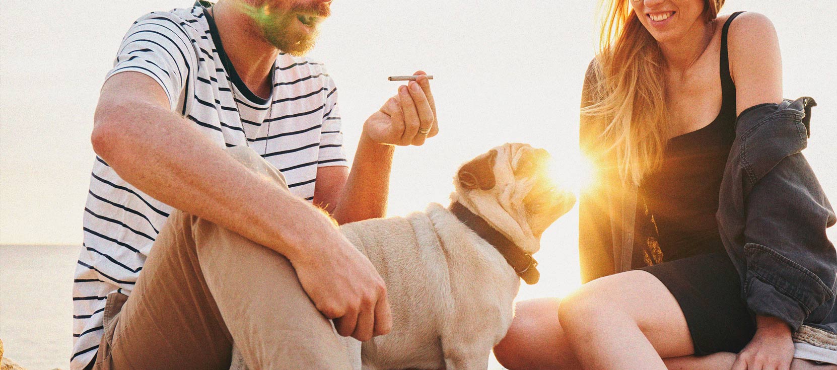 What to Do if Your Dog Gets High