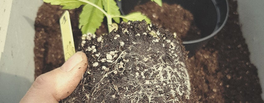 Milyen talajt kell használni, ha szabadban termesztjük a kannabiszt?
