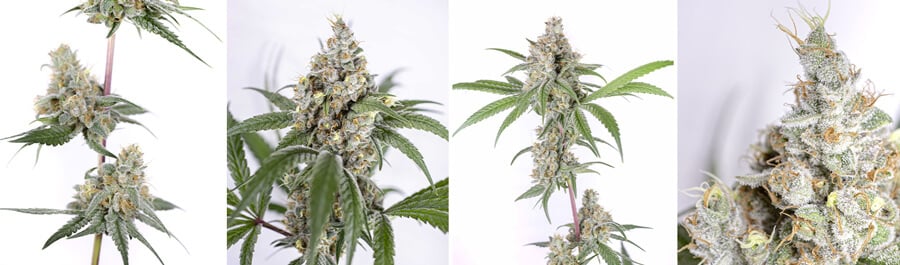 Tropicana Cookies Purple Tropicana Cookies Purple