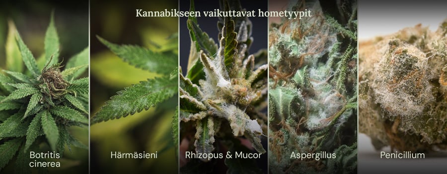 Erilaiset homeet, jotka vaikuttavat kannabikseen Kollaasi kuvista, jotka näyttävät eri homeiden tyyppejä, jotka voivat vaikuttaa kannabiksen kasveihin. Näytetyt homeet ovat Botrytis cinerea, jauhomädätys, Rhizopus ja Mucor, Aspergillus ja Penicillium.