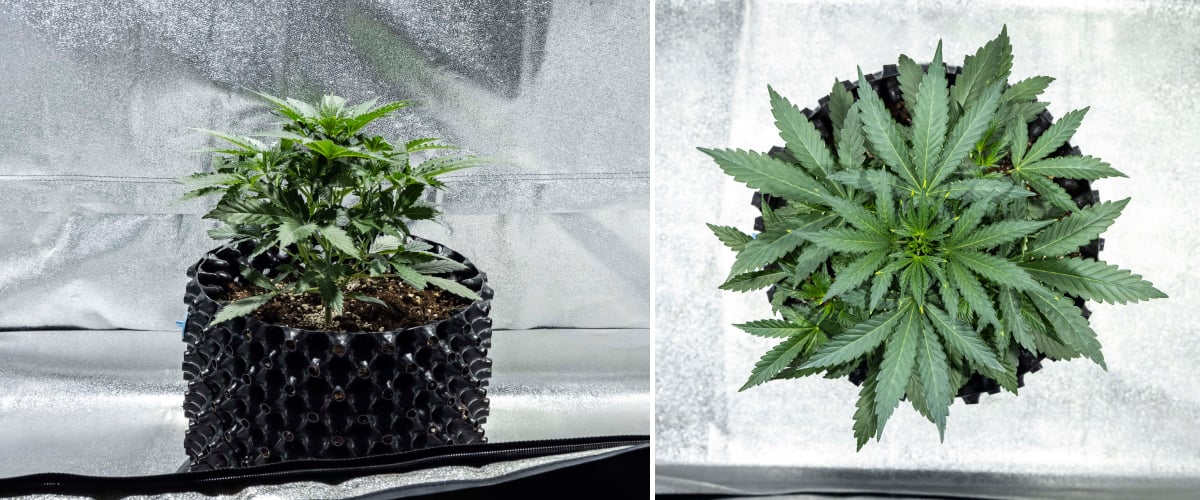 North Thunderfuck kannabisz növény a 2. héten korai vegetatív növekedésben több legyezőlevéllel és erősebb gyökérrendszerrel talajban LED fény alatt