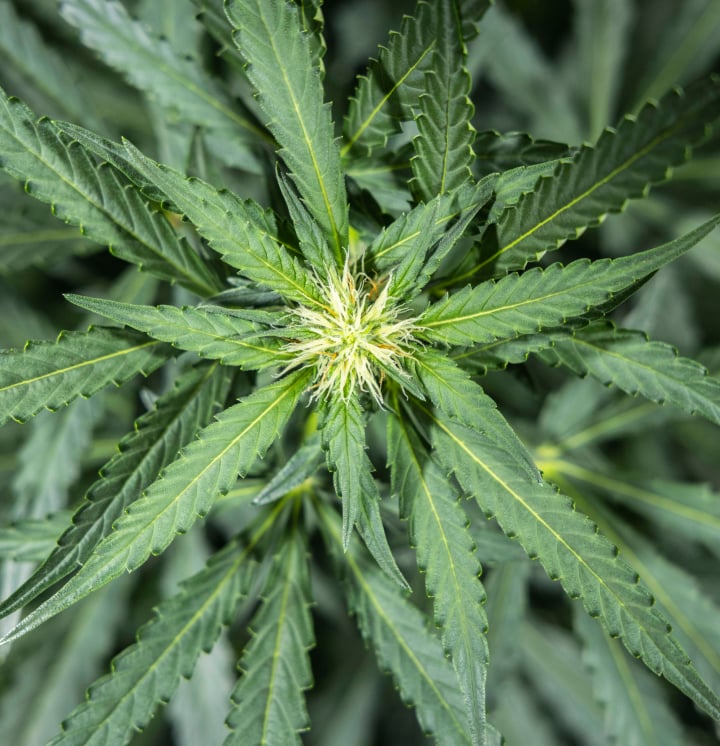 North Thunderfuck kannabisznövény az 5. héten a korai virágzási szakaszban, friss fehér bibékkel a virághelyeken és egészséges legyezőlevelekkel LED fény alatt