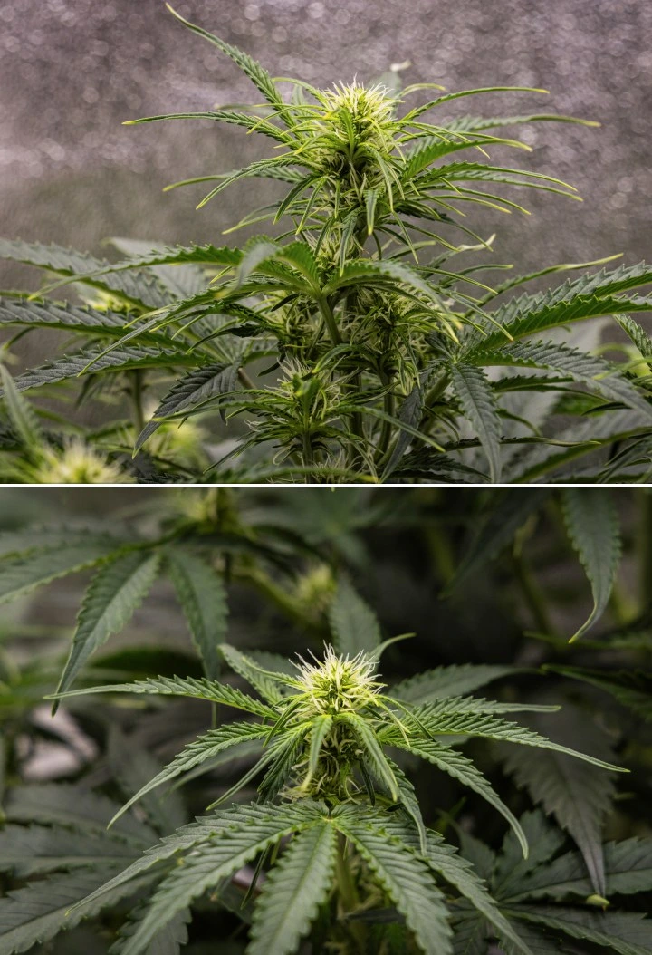 Gaia F1 termesztési jelentés – 5. hét virágzási növekedés Gaia F1 kannabisznövény az 5. héten talajban növekedve, egészséges virágzási növekedéssel beltéren