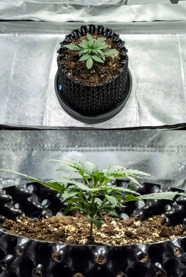 North Thunderfuck kannabisz palánta az 1. héten, az első valódi levelekkel és egészséges korai növekedéssel LED fény alatt talajban