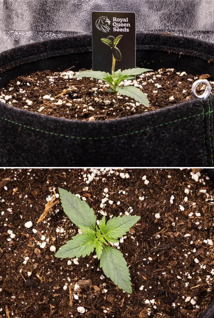 Gaia F1 termesztési jelentés – 1. hét palánta szakasz Gaia F1 kannabisz palánta az 1. héten talajban növekedve, az első valódi levelek fejlődésével és kompakt korai szerkezettel beltéri körülmények között