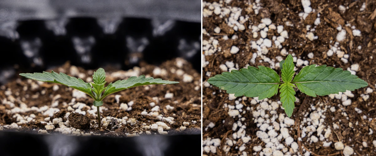 GOAT'lato Auto Termesztési Jelentés – 1. Hét Palánta Szakasz