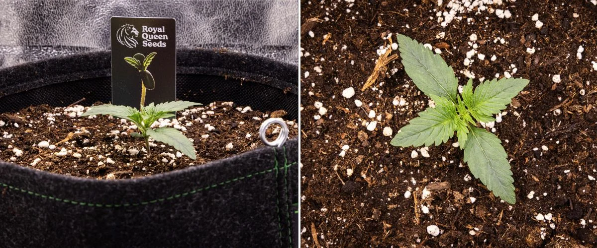 Gaia F1 termesztési jelentés – 1. hét palánta szakasz Gaia F1 kannabisz palánta az 1. héten talajban növekedve, az első valódi levelek fejlődésével és kompakt korai szerkezettel beltéri körülmények között