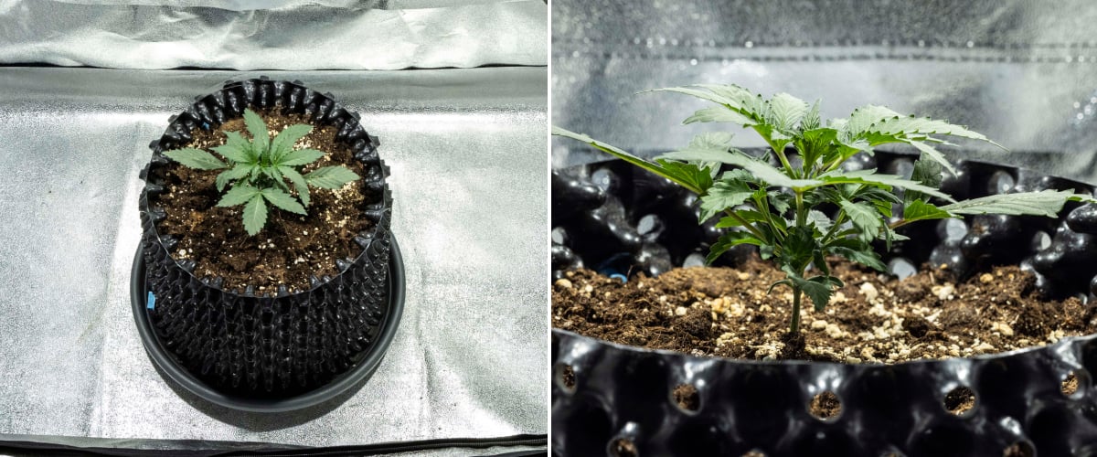 North Thunderfuck kannabisz palánta az 1. héten, az első valódi levelekkel és egészséges korai növekedéssel LED fény alatt talajban