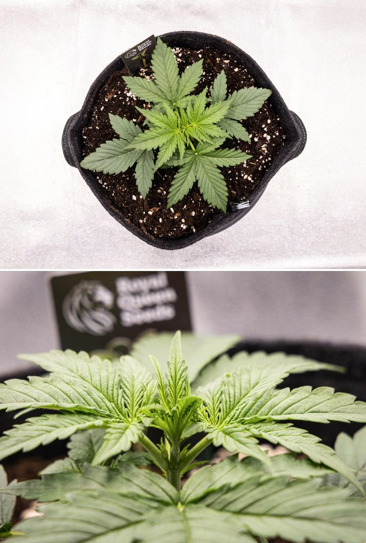 Gaia F1 odlingsrapport – Vecka 2 tidig vegetativ tillväxt Gaia F1 cannabisplanta i vecka 2 som växer i jord med frisk tidig vegetativ tillväxt inomhus