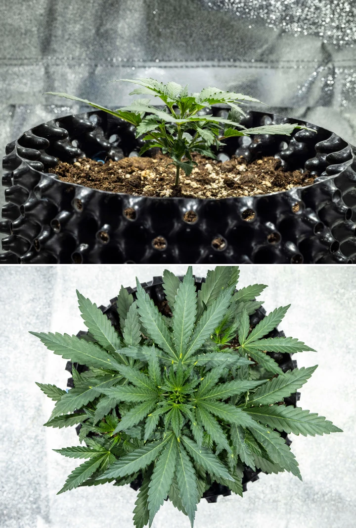 North Thunderfuck termesztési jelentés – 2. hét: korai vegetatív szakasz North Thunderfuck kannabisznövény a korai vegetatív növekedés 2. hetében, további legyezőleveleket fejlesztve és erősebb gyökérzetet kialakítva földben, LED-fény alatt
