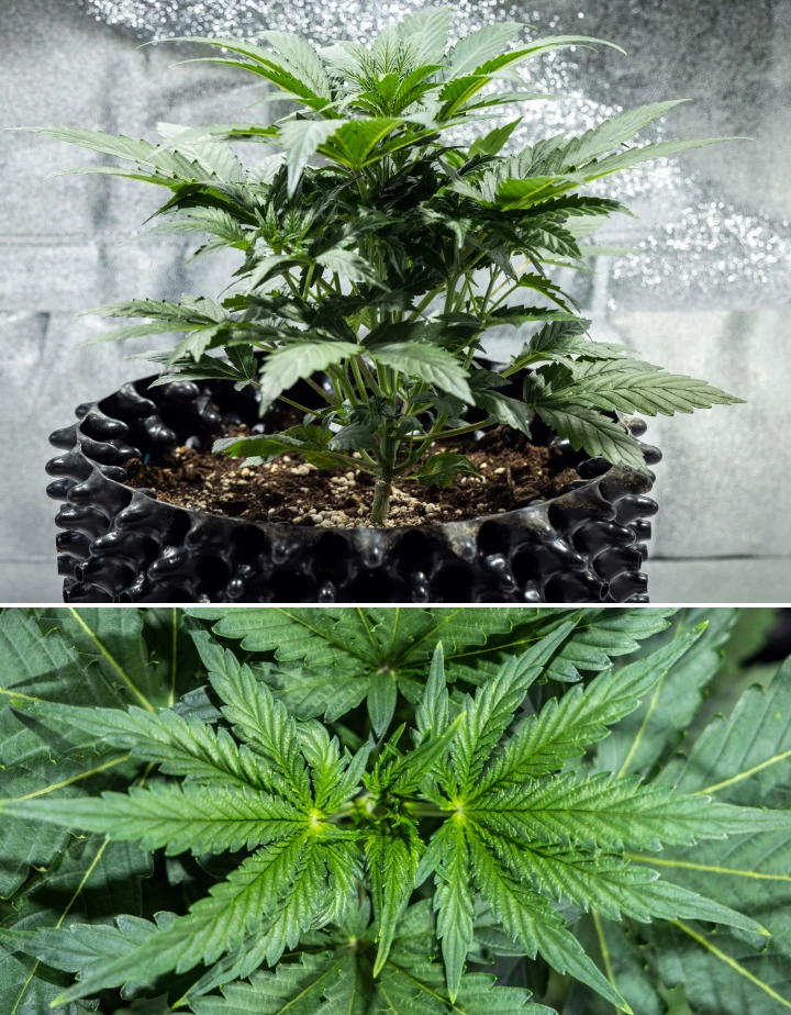 North Thunderfuck termesztési jelentés – 3. hét: vegetatív növekedési szakasz North Thunderfuck kannabisznövény a vegetatív növekedés 3. hetében, erőteljes szerkezettel, széles legyezőlevelekkel és egészséges elágazással földben, LED-fény alatt