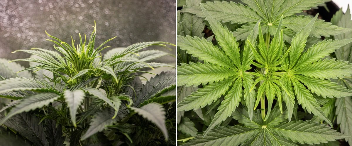 Gaia F1 termesztési jelentés – 3. hét vegetatív növekedés Gaia F1 kannabisznövény a 3. héten talajban növekedve, egészséges vegetatív növekedéssel beltéren