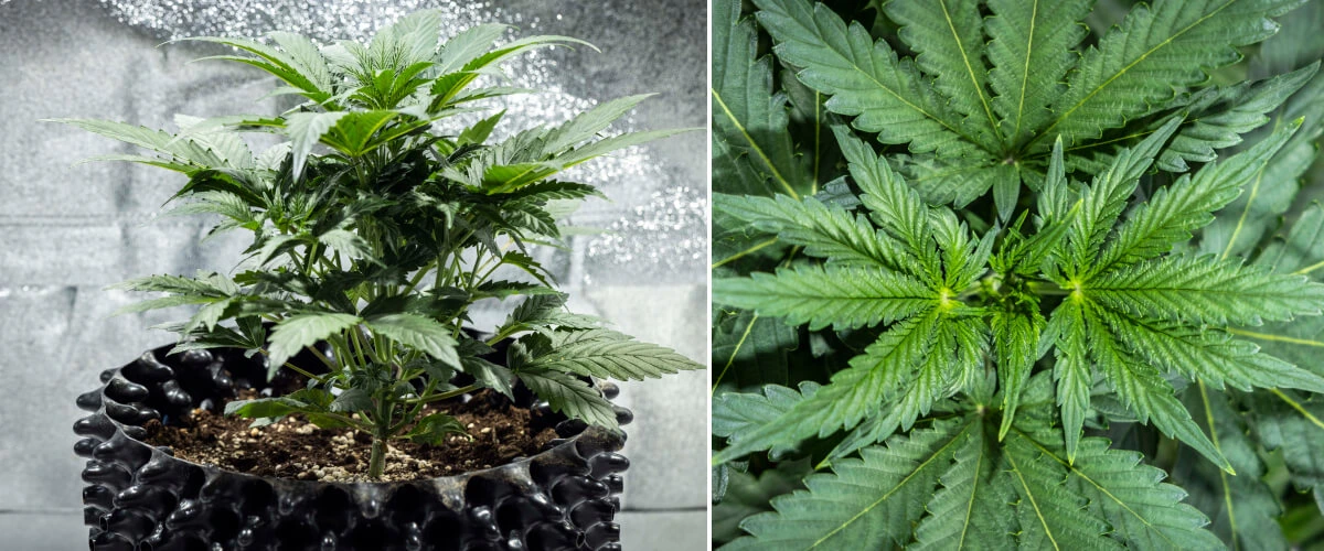 North Thunderfuck termesztési jelentés – 3. hét: vegetatív növekedési szakasz North Thunderfuck kannabisznövény a vegetatív növekedés 3. hetében, erőteljes szerkezettel, széles legyezőlevelekkel és egészséges elágazással földben, LED-fény alatt