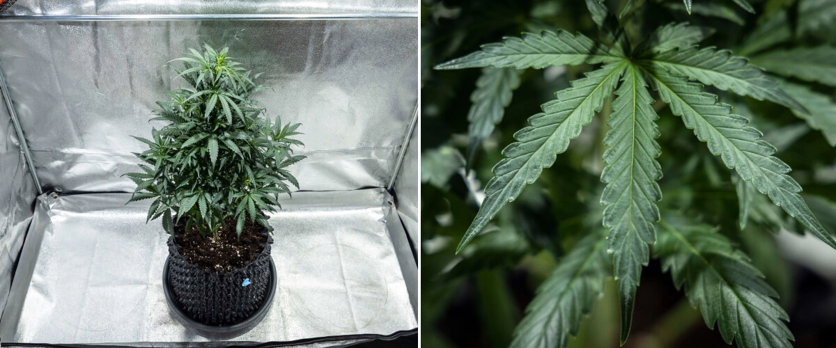 North Thunderfuck termesztési jelentés – 4. hét: késői vegetatív szakasz North Thunderfuck kannabisznövény a vegetatív növekedés 4. hetében, dúsabb lombkoronával, erős elágazással és egészséges legyezőlevelekkel, amelyek földben, LED-fény alatt fejlődnek