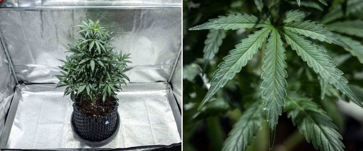 North Thunderfuck kannabisznövény a 4. hét vegetatív növekedési szakaszában, dúsabb lombkoronával, erős elágazással és egészséges legyezőlevelekkel, talajban LED fény alatt