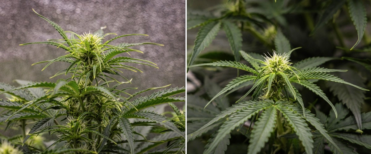 Gaia F1 termesztési jelentés – 5. hét virágzási növekedés Gaia F1 kannabisznövény az 5. héten talajban növekedve, egészséges virágzási növekedéssel beltéren