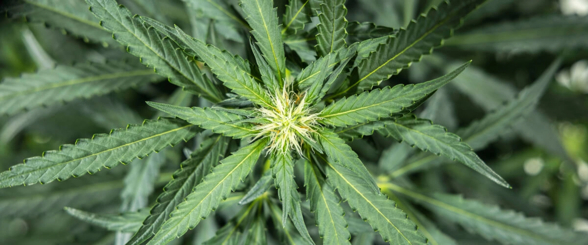 North Thunderfuck termesztési jelentés – 5. hét: korai virágzási szakasz North Thunderfuck kannabisznövény a korai virágzás 5. hetében, friss fehér bibékkel a virágzási pontokon és egészséges legyezőlevelekkel LED-fény alatt