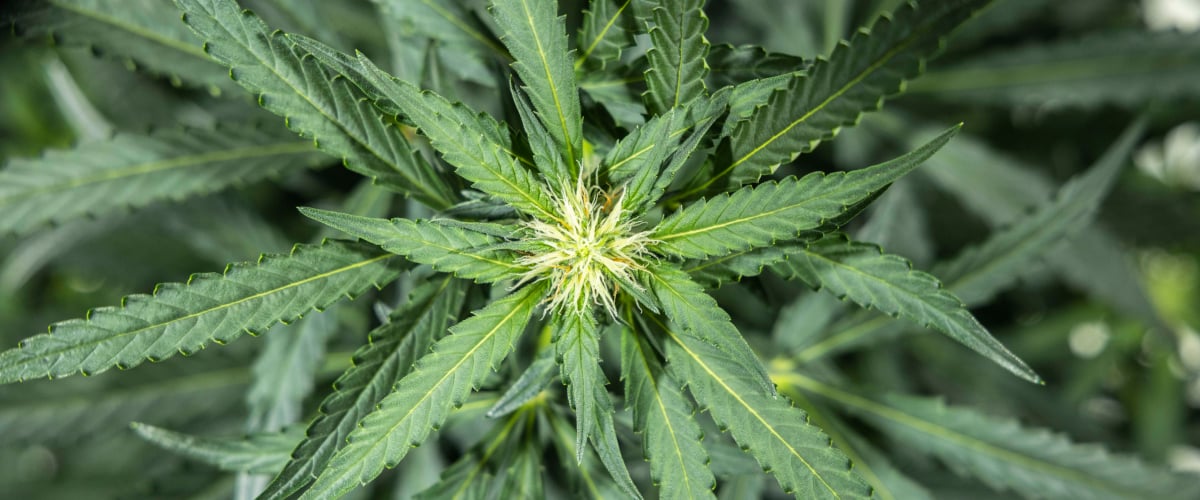 North Thunderfuck kannabisznövény az 5. héten a korai virágzási szakaszban, friss fehér bibékkel a virághelyeken és egészséges legyezőlevelekkel LED fény alatt