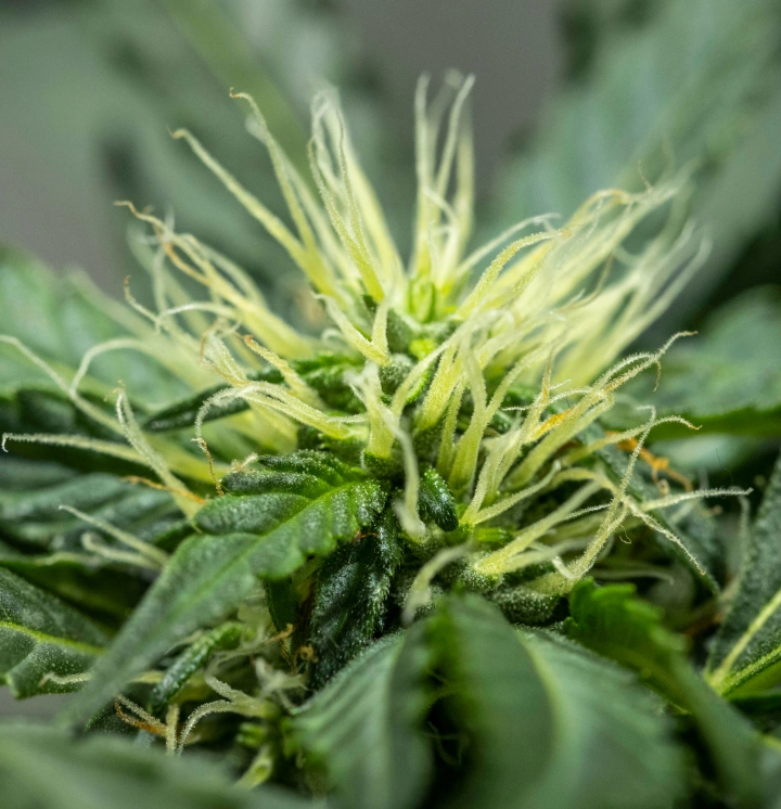 North Thunderfuck termesztési jelentés – 6. hét: korai virágfejlődés North Thunderfuck kannabisznövény a virágzás 6. hetében, fejlődő virágszerkezettel, bőséges fehér bibékkel és egészséges cukorlevelekkel LED-fény alatt