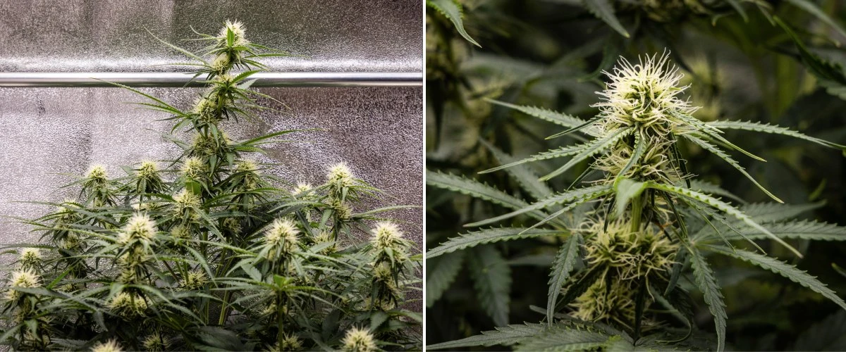 Gaia F1 termesztési jelentés – 6. hét virágzás közepe Gaia F1 kannabisznövény a 6. héten talajban növekedve, egészséges növekedéssel a virágzás középső szakaszában beltéren