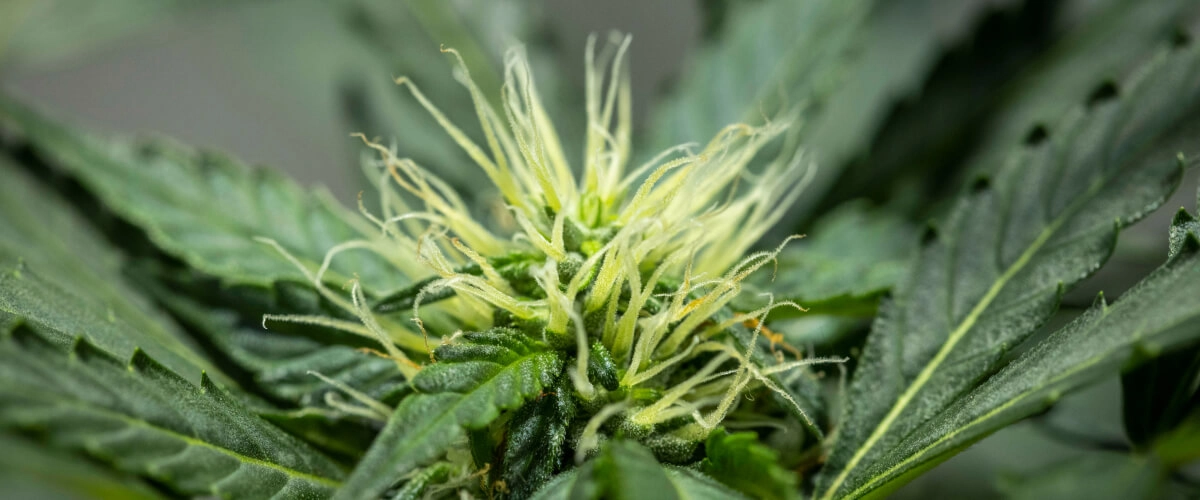 North Thunderfuck termesztési jelentés – 6. hét: korai virágfejlődés North Thunderfuck kannabisznövény a virágzás 6. hetében, fejlődő virágszerkezettel, bőséges fehér bibékkel és egészséges cukorlevelekkel LED-fény alatt