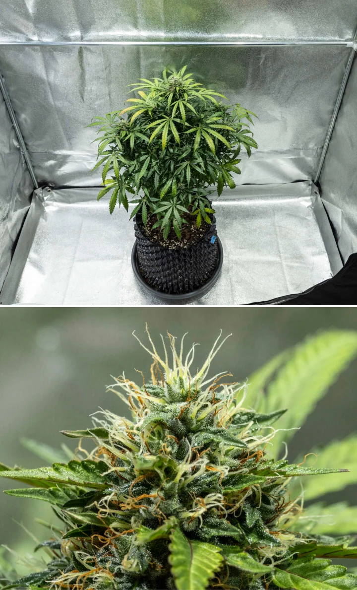 North Thunderfuck termesztési jelentés – 7–8. hét: középső virágzási szakasz North Thunderfuck kannabisznövény a virágzás 7–8. hetében, növekvő virágokkal, sűrű bibecsoportokkal és fokozódó gyantatermeléssel LED-fény alatt