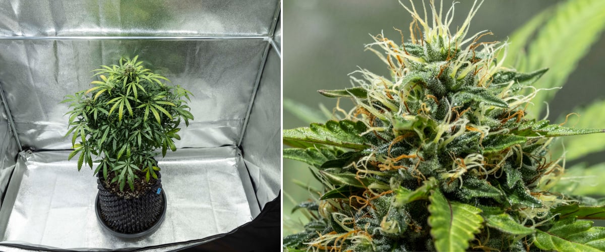 North Thunderfuck kannabisznövény a 7–8. héten virágzásban, terjeszkedő rügyekkel, sűrű bibecsoportokkal és növekvő gyantatermeléssel LED fény alatt