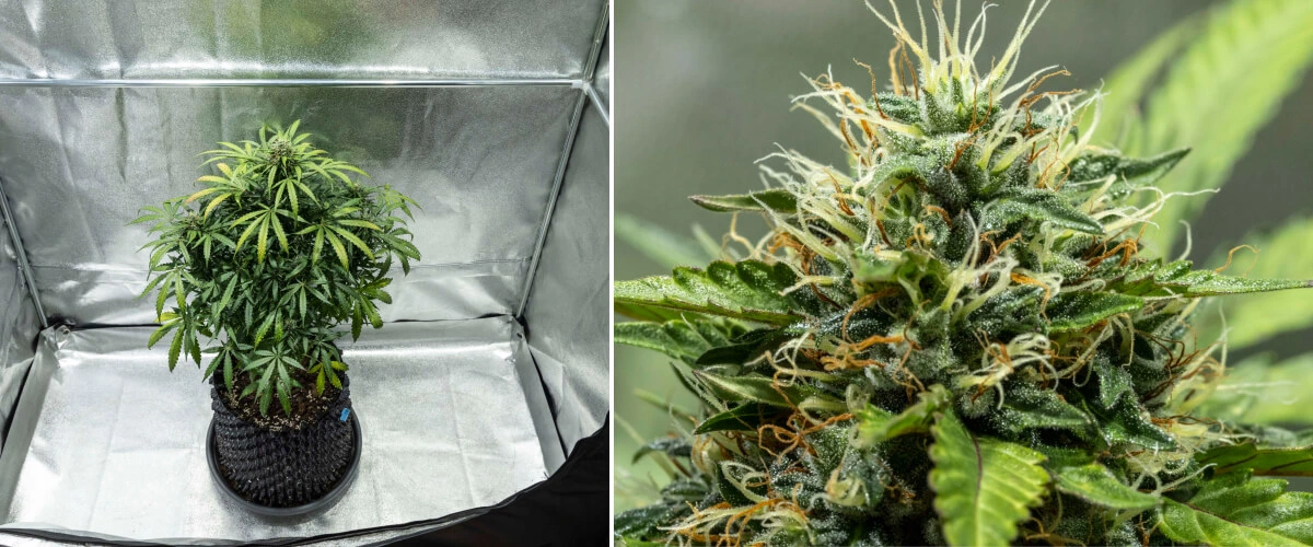 North Thunderfuck termesztési jelentés – 7–8. hét: középső virágzási szakasz North Thunderfuck kannabisznövény a virágzás 7–8. hetében, növekvő virágokkal, sűrű bibecsoportokkal és fokozódó gyantatermeléssel LED-fény alatt