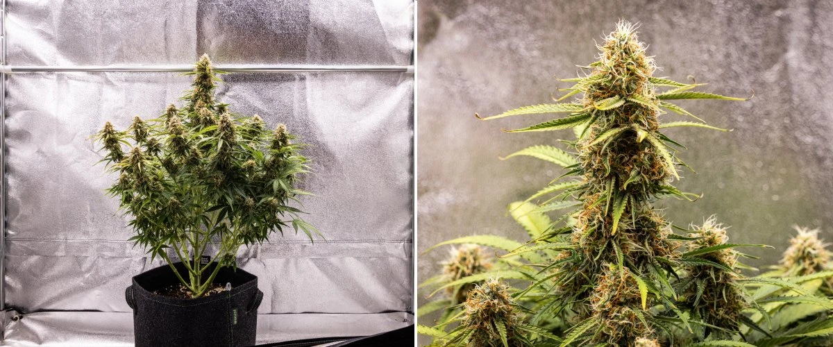 Gaia F1 termesztési jelentés – 8. hét a virágok érése Gaia F1 kannabisznövény a 8. héten talajban növekedve, egészséges érő virágokkal beltéren