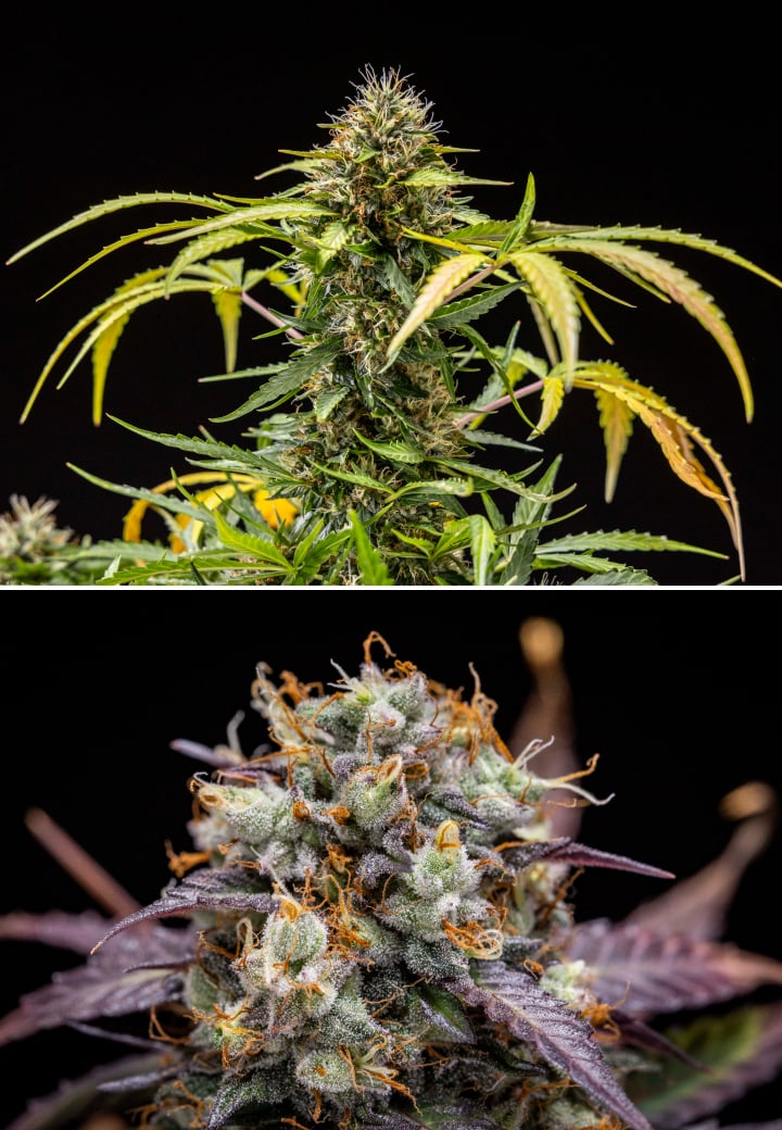 North Thunderfuck kannabisznövény a 9–10. héten virágzásban teljesen kifejlődött rügyekkel, sötétedő bibékkel, erős gyantaborítással és a betakarítás közeledtét jelző jelekkel LED fény alatt