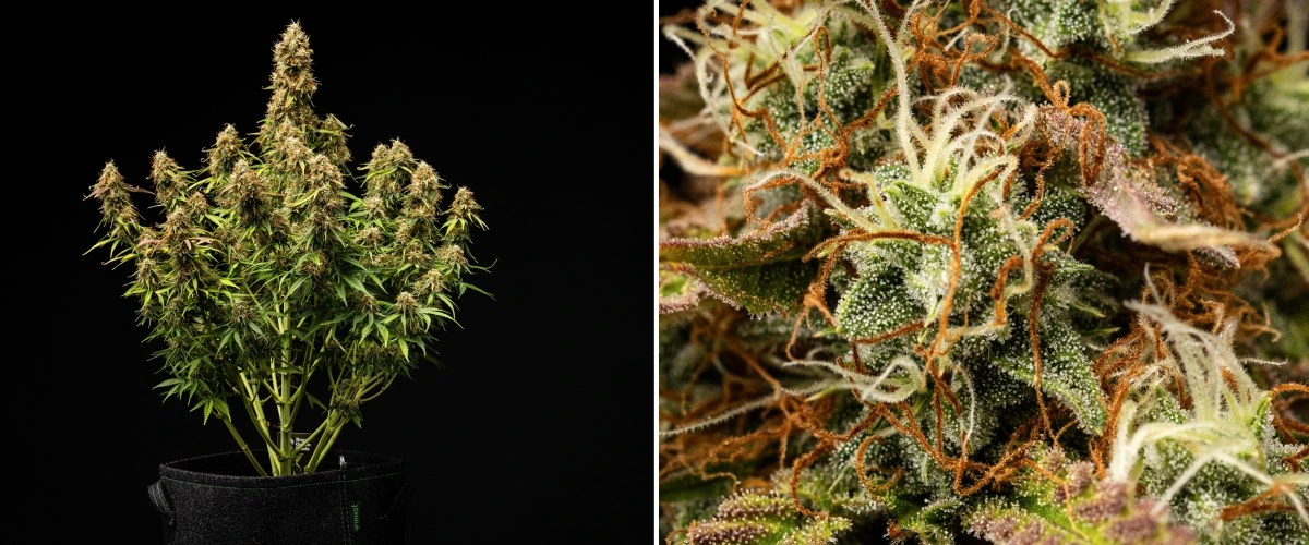 Gaia F1 termesztési jelentés – 9-10. hét betakarításra kész Gaia F1 kannabisznövény a 9-10. héten talajban növekedve, érett virágokkal, amelyek beltéren készen állnak a betakarításra