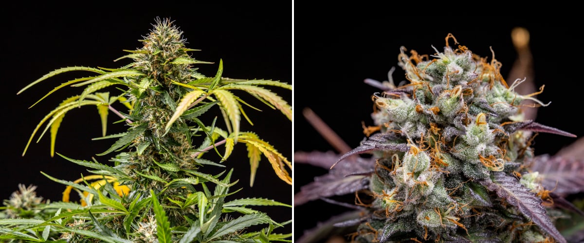 North Thunderfuck kannabisznövény a 9–10. héten virágzásban teljesen kifejlődött rügyekkel, sötétedő bibékkel, erős gyantaborítással és a betakarítás közeledtét jelző jelekkel LED fény alatt